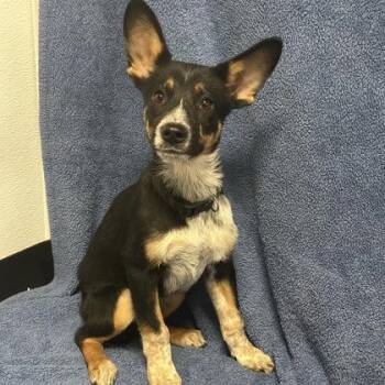 Levi -  Australian Cattle Dog Blue Heeler Dog for Adoption in Red Bluff, California - Levi | PetCurious