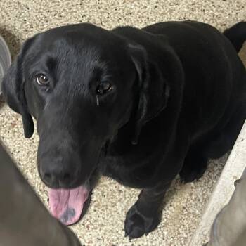 Black Labrador Retriever Dogs Available for Adoption in Donalsonville, Georgia - Remington | PetCurious