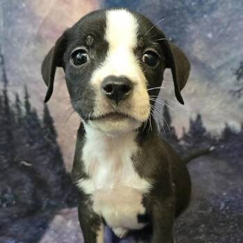 Sundown Girl -  Mixed Breed Dog for Adoption in Olathe, Kansas - Sundown Girl | PetCurious