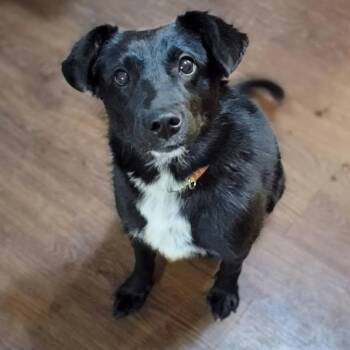 Mixed Breed Dogs Available for Adoption in Olathe, Kansas - Ziggy | PetCurious