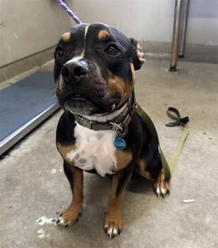 BULLET -  Pit Bull Terrier and Mixed Breed Dog for Adoption in Camarillo, California - BULLET | PetCurious