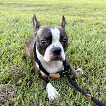 DARLA (691) -  Boston Terrier Dog for Adoption in Indiantown, Florida - DARLA (691) | PetCurious