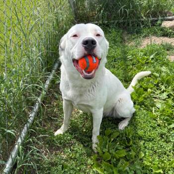 Sully -  Labrador Retriever and Pit Bull Terrier Dog for Adoption in Milford, Iowa - Sully | PetCurious