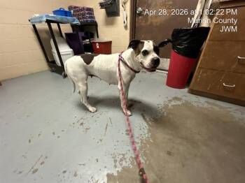 American Bulldog Dogs Available for Adoption in Ocala, Florida - MIMI | PetCurious