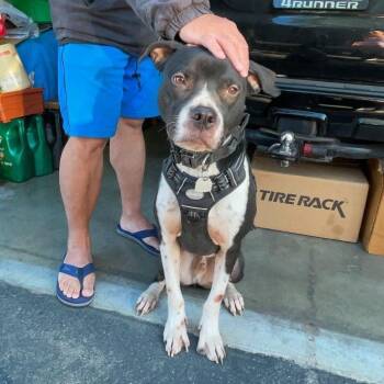 Rescue Pit Bull Terrier Dogs for Adoption in Redlands, California - Coco & Julia | PetCurious