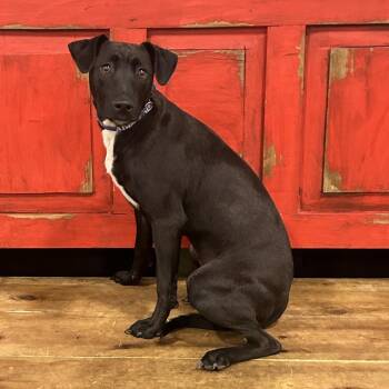 Jasmine -  Labrador Retriever and None Dog for Adoption in Midland, Texas - Jasmine | PetCurious