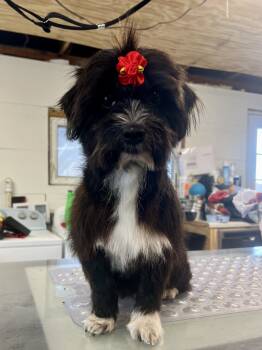 Rescue Miniature Schnauzer and Dachshund Dogs for Adoption in Matthews, Indiana - Ellen | PetCurious