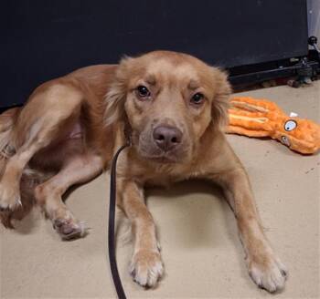 SWEET PEA -  Cocker Spaniel and Mixed Breed Dog for Adoption in Chula Vista, California - SWEET PEA | PetCurious