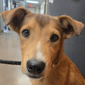 Blossom -  Mixed Breed Dog for Adoption in Flagstaff, Arizona - Blossom | PetCurious