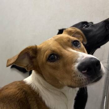 Venus -  Labrador Retriever Dog for Adoption in Des Moines, Iowa - Venus | PetCurious
