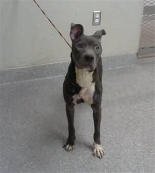 A185681 -  Pit Bull Terrier and Mixed Breed Dog for Adoption in Pasadena, Texas - A185681 | PetCurious