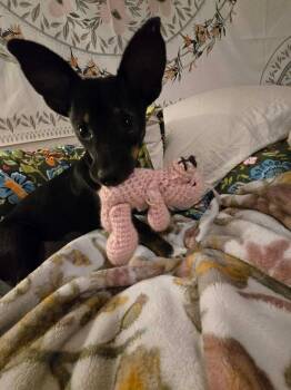 Laci -  Chihuahua and Mixed Breed Dog for Adoption in Saugus, Massachusetts - Laci | PetCurious