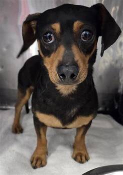 Dachshund and Mixed Breed Dogs Available for Adoption - 60669504 | PetCurious