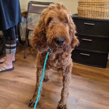 Rescue Standard Poodle and Irish Setter Dogs for Adoption - French Toast | PetCurious