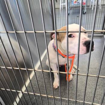 Terrier Dogs Available for Adoption in Montgomery, Alabama - Mitzy | PetCurious