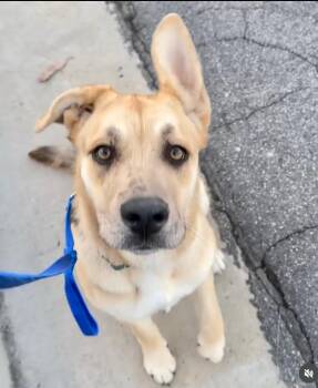 Rescue Catahoula Leopard Dog and German Shepherd Dog Dogs for Adoption in Los Angeles, California - Dahlia | PetCurious