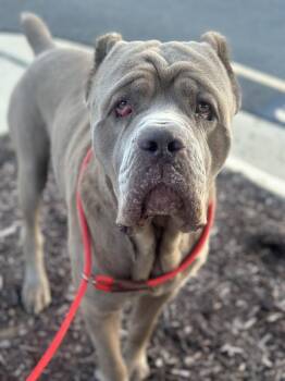 Loki -  Mastiff Dog for Adoption in Stafford, Virginia - Loki | PetCurious
