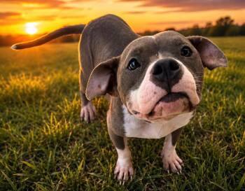 Vita -  Mixed Breed Dog for Adoption in Ocala, Florida - Vita | PetCurious