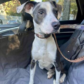 Rescue Pit Bull Terrier Dogs for Adoption in Hillsborough, North Carolina - Tyson | PetCurious