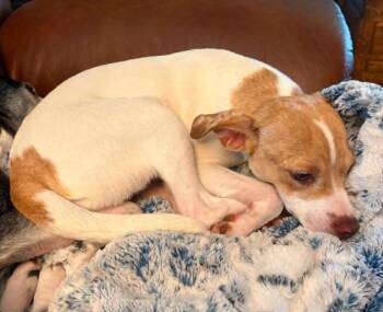 Misty in LA -  Chihuahua Dog for Adoption in Cranston, Rhode Island - Misty In LA | PetCurious