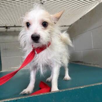 Harry -  Terrier Dog for Adoption in Bethel, Connecticut - Harry | PetCurious