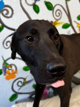 Homer 24 -  Labrador Retriever and Great Pyrenees Dog for Adoption in Brookhaven, Mississippi - Homer 24 | PetCurious