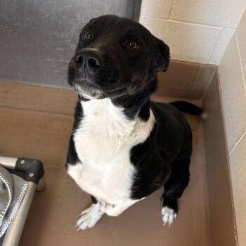 Muscle Man -  Mixed Breed Dog for Adoption in Reno, Nevada - Muscle Man | PetCurious