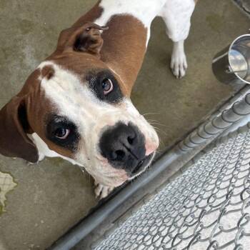 Boxer Dogs Available for Adoption in Harrisonburg, Virginia - 70665 | PetCurious
