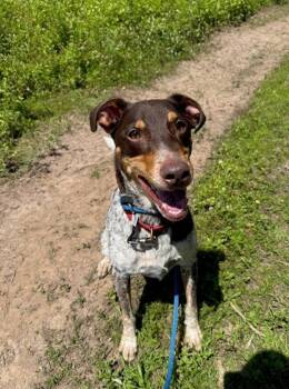Rescue Hound Dogs for Adoption in Kingston, New York - Ryder | PetCurious