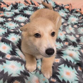 Dopey -  Cardigan Welsh Corgi and Cattle Dog Dog for Adoption in Beaumont, Texas - Dopey | PetCurious
