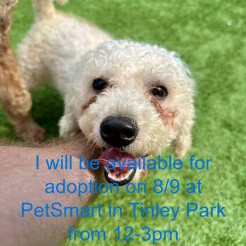 Alphabet -  Poodle Dog for Adoption in Matteson, Illinois - Alphabet | PetCurious