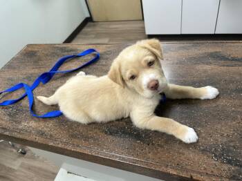 Shiloh -  Labrador Retriever and Shar Pei Dog Available for Adoption in Indian Springs Village, Alabama - Shiloh | PetCurious