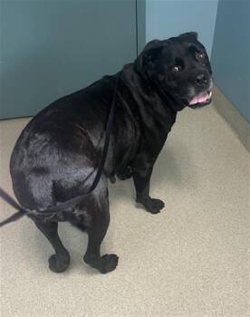 PATHFINDER -  Cane Corso and Mixed Breed Dog for Adoption in Newton, North Carolina - PATHFINDER | PetCurious