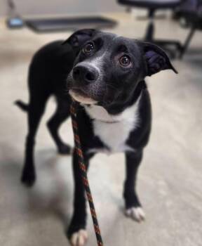 Jack -  Australian Cattle Dog Blue Heeler Dog for Adoption in Copper Hill, Virginia - Jack | PetCurious