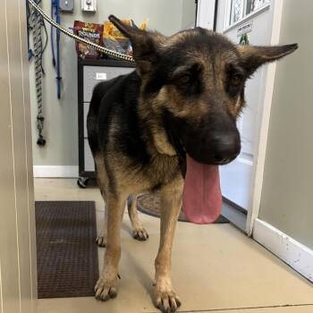Livvy (26-224) -  German Shepherd Dog Dog for Adoption in New Ringgold, Pennsylvania - Livvy (26-224) | PetCurious