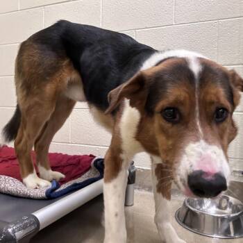 Mixed Breed Dogs Available for Adoption in Asheville, North Carolina - Sitka | PetCurious