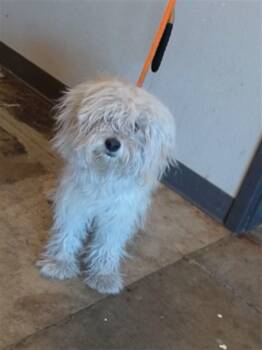 Maltese and Mixed Breed Dogs Available for Adoption in Ontario, California - CYPRESS - ADOPTION PENDING | PetCurious