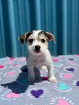 Meadow -  Terrier and Mixed Breed Dog for Adoption in Visalia, California - Meadow | PetCurious