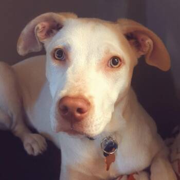 Rescue Mixed Breed Dogs for Adoption in Normal, Illinois - Casper | PetCurious