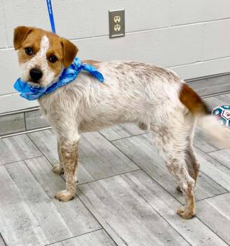 Gaucho the Wire Terrier mix -  Wire Fox Terrier and Australian Cattle Dog Blue Heeler Dog for Adoption in Muskego, Wisconsin - Gaucho The Wire Terrier Mix | PetCurious