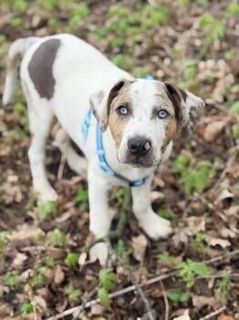 Catahoula Leopard Dog and Australian Shepherd Dogs Available for Adoption in Grove City, Ohio - Foley | PetCurious