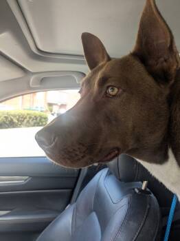 Rescue Doberman Pinscher Dogs for Adoption in Sparks, Nevada - Broden URGENT | PetCurious