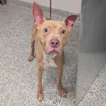 American Staffordshire Terrier and Mixed Breed Dogs Available for Adoption in Greenville, South Carolina - Dobby | PetCurious