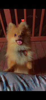 Puppy -  Pomeranian Dog for Adoption in Winchester, Virginia - Puppy | PetCurious
