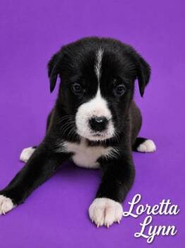 Loretta -  Bernese Mountain Dog and Labrador Retriever Dog for Adoption in Morton Grove, Illinois - Loretta | PetCurious