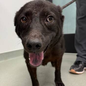 Giggles -  Mixed Breed Dog for Adoption in Abilene, Texas - Giggles | PetCurious