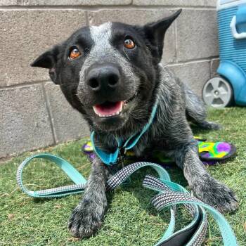 Shilo -  Australian Cattle Dog Blue Heeler Dog for Adoption in Boulder, Colorado - Shilo | PetCurious