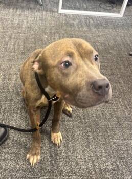 Mathis -  Mixed Breed Dog for Adoption in West Chester, Pennsylvania - Mathis | PetCurious