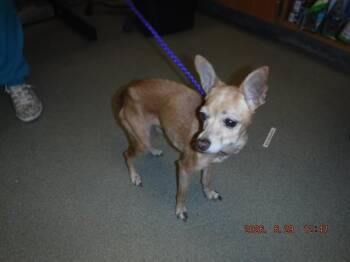 STARLA -  Chihuahua Dog for Adoption in Doral, Florida - STARLA | PetCurious