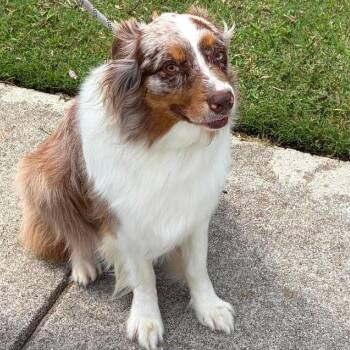 Milo -  Australian Shepherd Dog for Adoption in Alexandria, Virginia - Milo | PetCurious